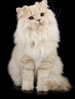 GCCF British Longhair