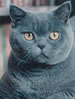 ACF British Shorthair