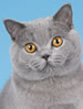 CFA British Shorthair