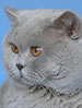 FIFe British Shorthair