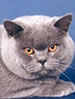 GCCF British Shorthair