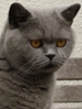 NZCF British Shorthair