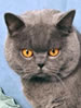 SACC British Shorthair