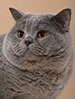 WCF British Shorthair