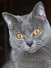 FIFe Chartreux