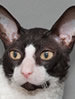 ACF Cornish rex