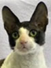 CCCA Cornish rex