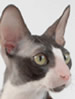 CFA Cornish rex