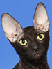 FIFe Cornish rex