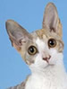 GCCF Cornish rex