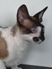 NZCF Cornish rex