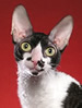 TICA Cornish rex