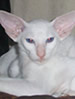 ACF Foreign White Shorthair