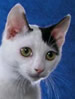 TICA Japanese Bobtail Shorthair