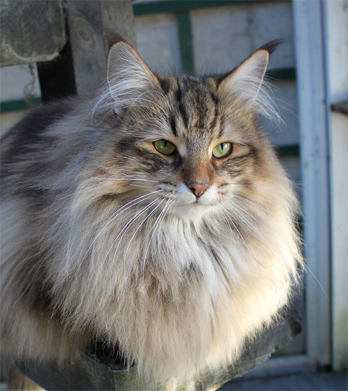 Breed Comparisons - Norwegian Forest Cat | World Cat Congress