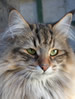 FIFe Norwegian Forest Cat