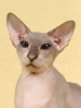 SACC Peterbald