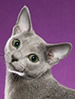 TICA Russian Blue