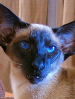 SACC Siamese