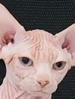 ACF Sphynx