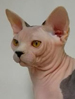 TICA Sphynx