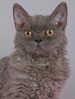 SACC Selkirk Rex