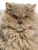 GCCF Selkirk Rex (longhair)