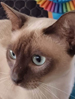 ACF Tonkinese