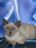 NZCF Tonkinese