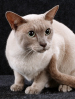 SACC Tonkinese