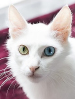 SACC Turkish Angora