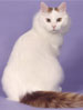 GCCF Turkish Van