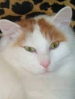 SACC Turkish Van