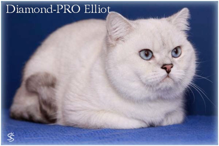 British Shorthair seal silver shaded point - Diamond - PRO Elliot