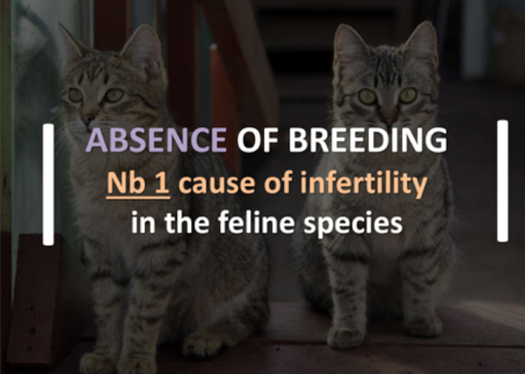 The #1 cause of Infertility in the Feline Species